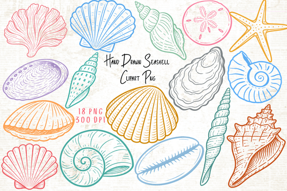 Hand Drawn Seashell Clipart PNG: A Versatile Design Resource for Creative Projects